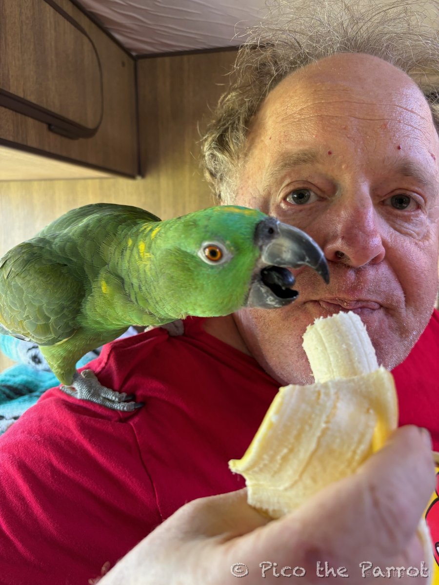 Pico on someone's shoulder while they eat a banana — Pico is very interested in the banana