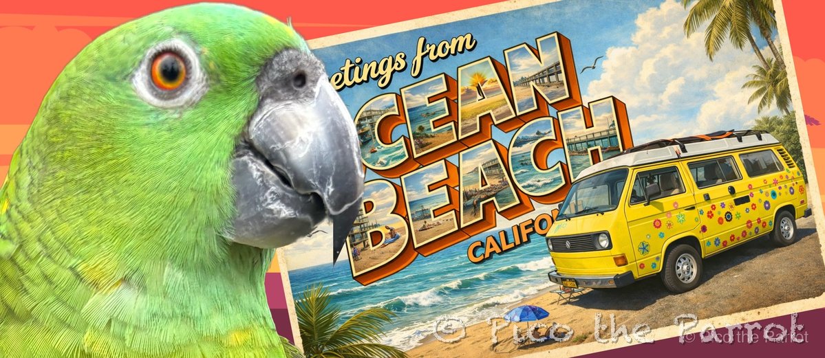 Pico the parrot at Ocean Beach