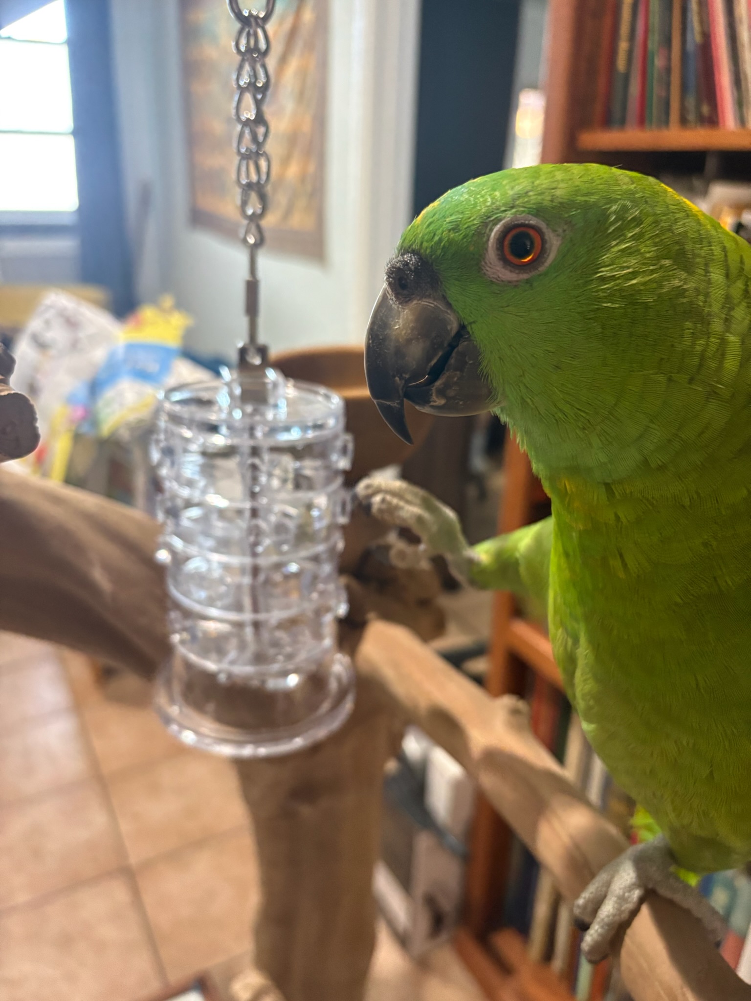 Pico the yellow-naped amazon parrot solo indoors on his perch, eyeing a foraging toy