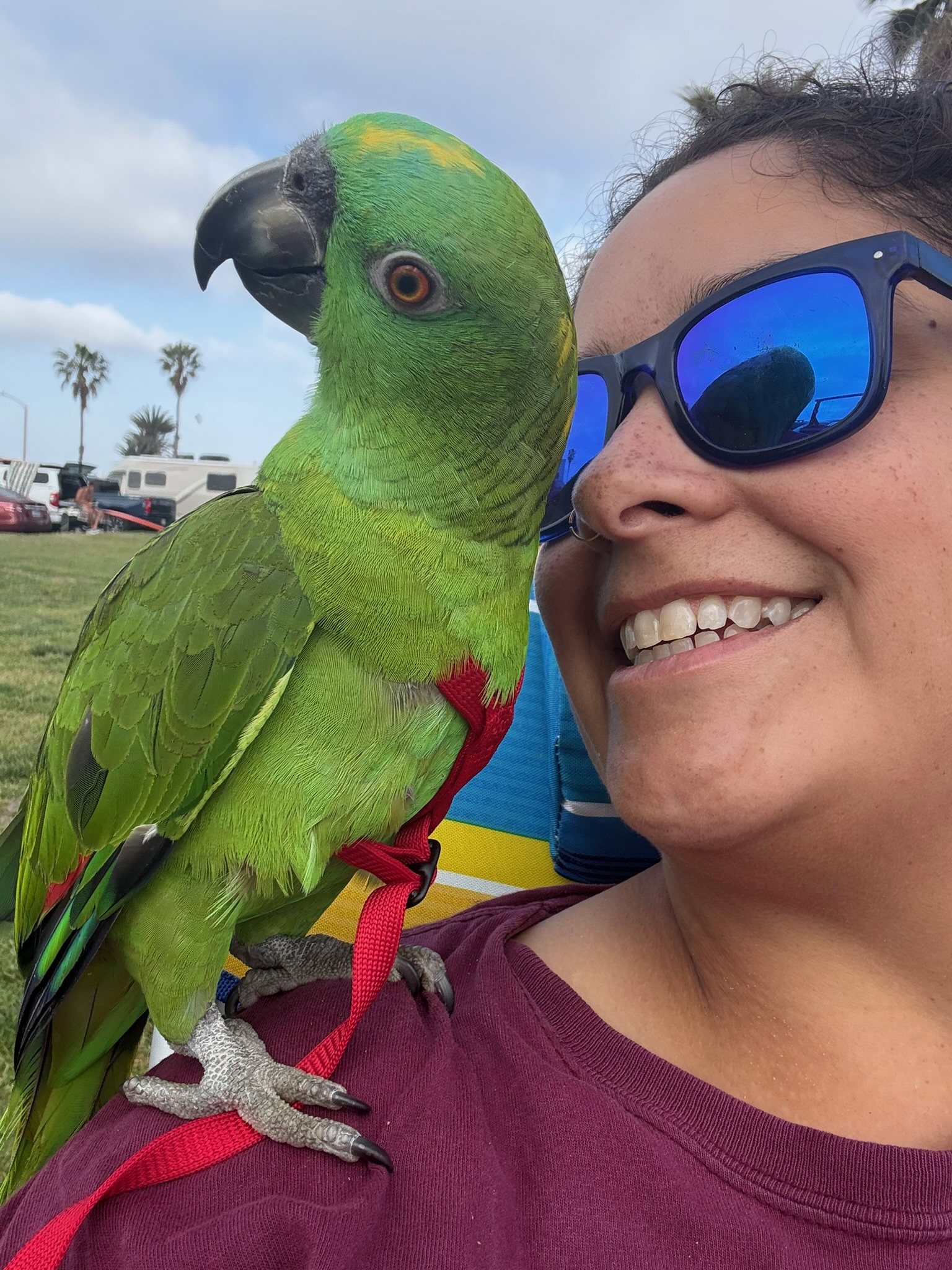 Pico the parrot on Ella's shoulder outdoors at Ocean Beach park, with palm trees in the background, wearing his harness