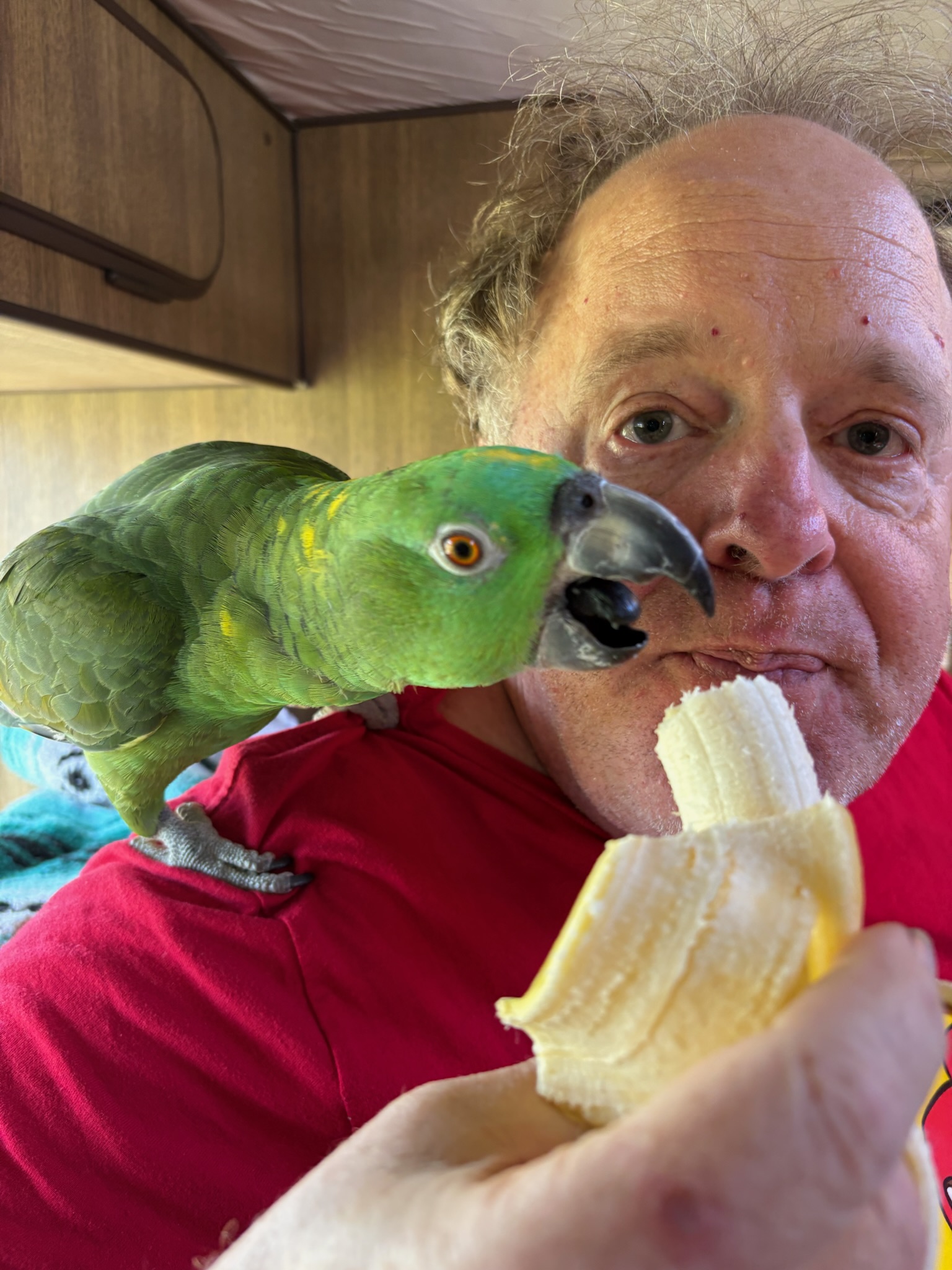 Pico on someone's shoulder while they eat a banana — Pico is very interested in the banana