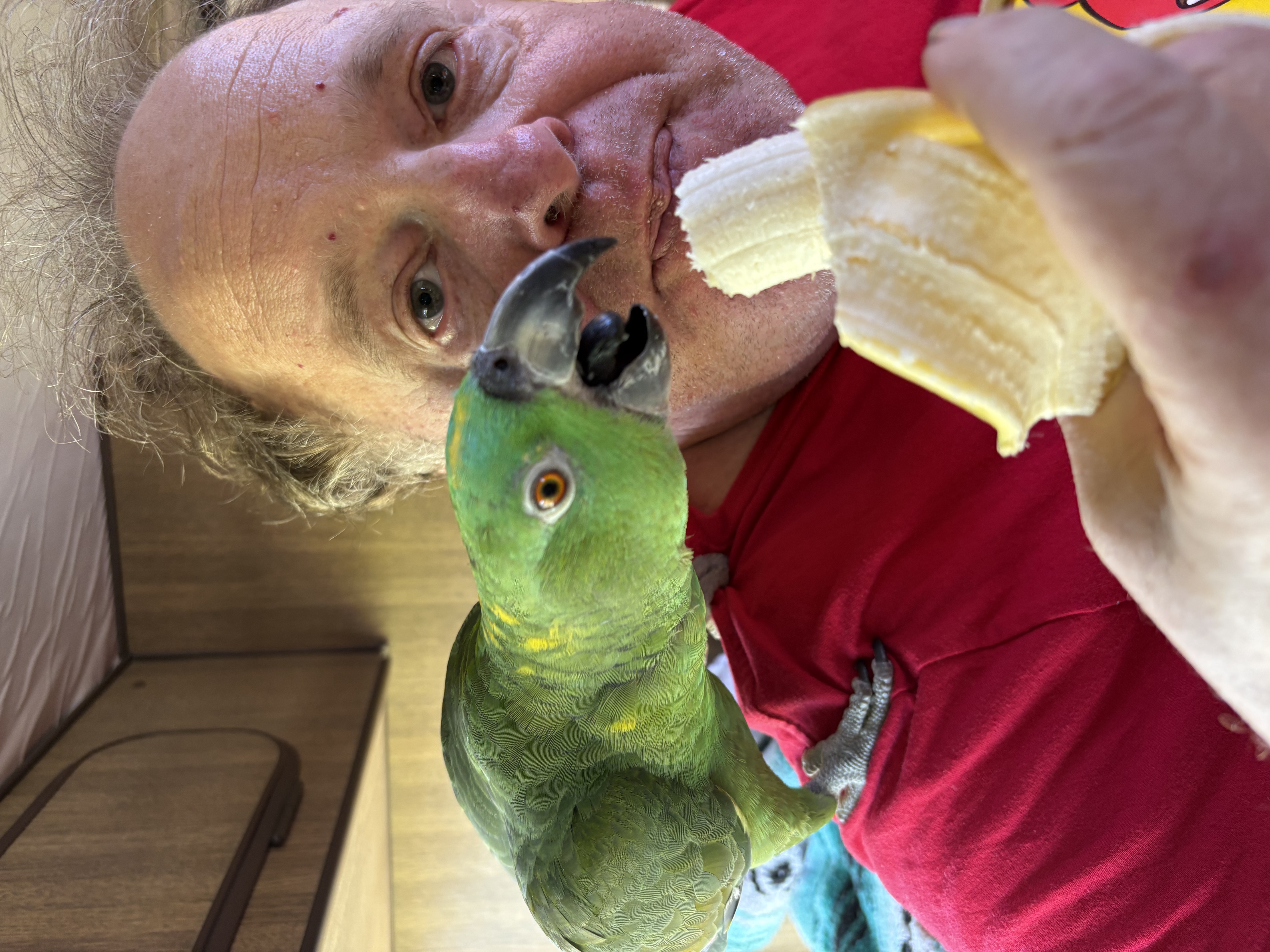The real Pico reaching for a piece of banana beside Fred
