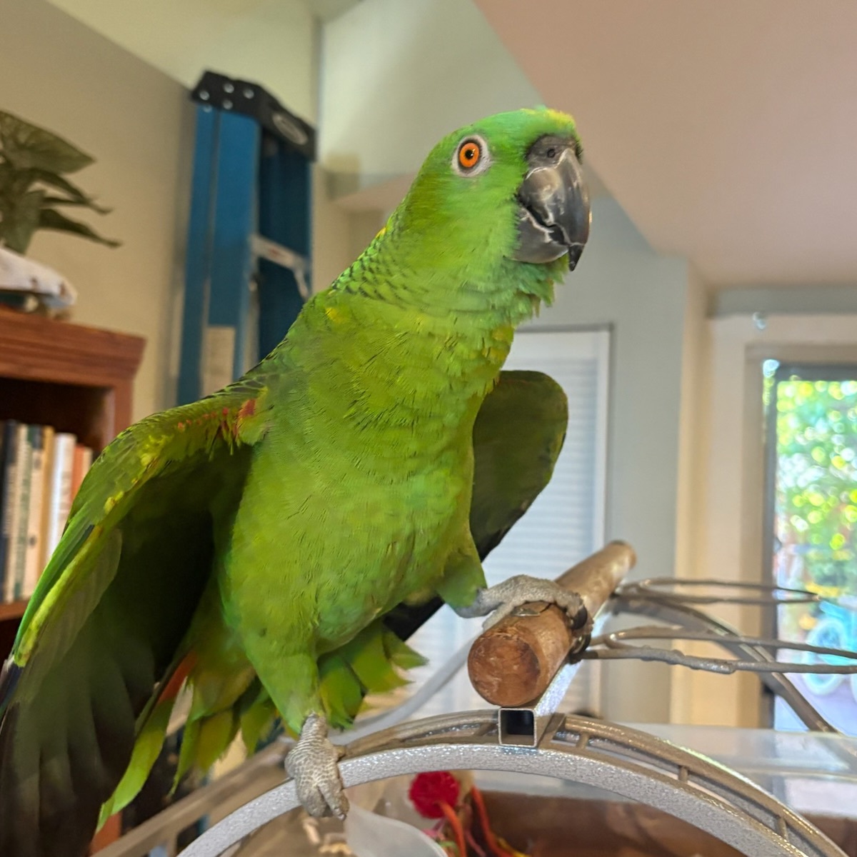 Pico the parrot standing tall with wings slightly spread in the Jurassic Pose